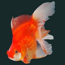 Common Fish Diseases And Their Symptoms